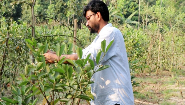 চাকরির পেছনে না ছুটে যেভাবে কৃষিতে সফল হলেন রবিউল