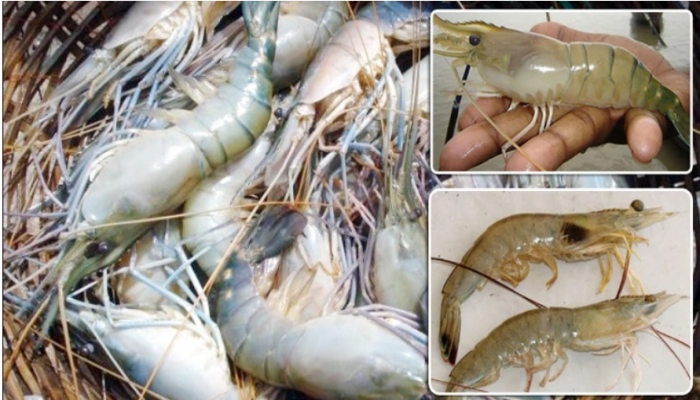 চিংড়ি চাষে রোগ ও প্রতিকার ব্যবস্থা