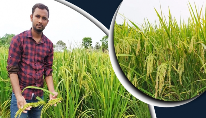 যে কারণে 'ফাতেমা ধান' চাষ করে ব্যাপক ফলনের স্বপ্ন দেখছেন রিয়াজুল