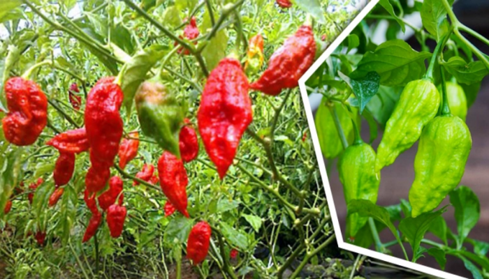 ১ হাজার সুগন্ধি বোম্বাই মরিচের দাম ৩০০ টাকা