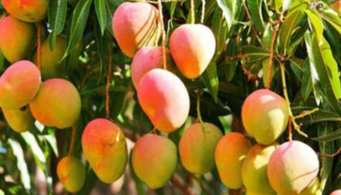 রাজশাহীর চাঁপাইনবাবগঞ্জে আমের কেজি ৩-৫ টাকা!