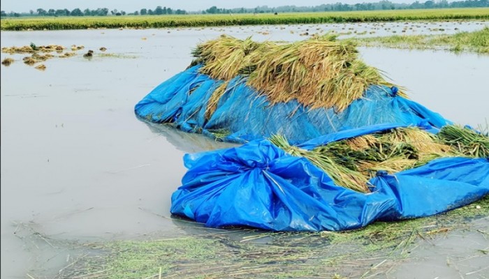 সাপাহারে কৃষকের শতশত বিঘা জমির সোনালী ফসল পানির নিচে