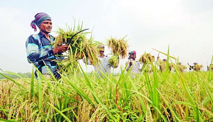 চাপে কৃষি খাত, সারের মূল্যে অস্বস্তি