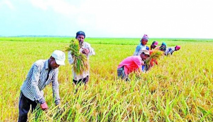 ‘পানি সংকটে’ রাজশাহীতে কমেছে গমচাষ