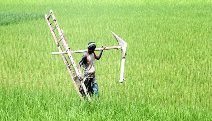 ১ লাখ ৩৬ হাজার ক্ষুদ্র কৃষককে ঋণ দেবে সরকার