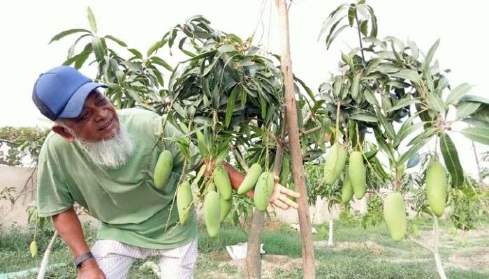 এক বাগানেই ৯০ জাতের আম!