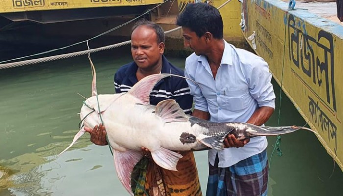 এক বাঘাইড় ৩১ হাজার টাকায় বিক্রি