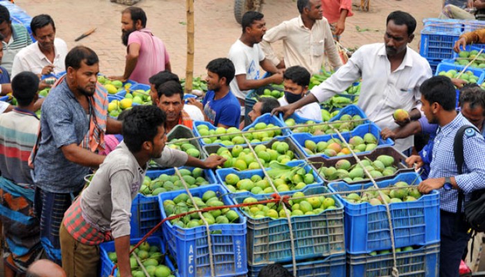 বাঘার ২২০ জন চাষির বাগানের আম যাবে বিদেশে