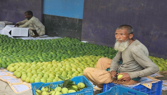 বাঘা থেকে আমের প্রথম চালান ইংল্যান্ড ও হংকংয়ে