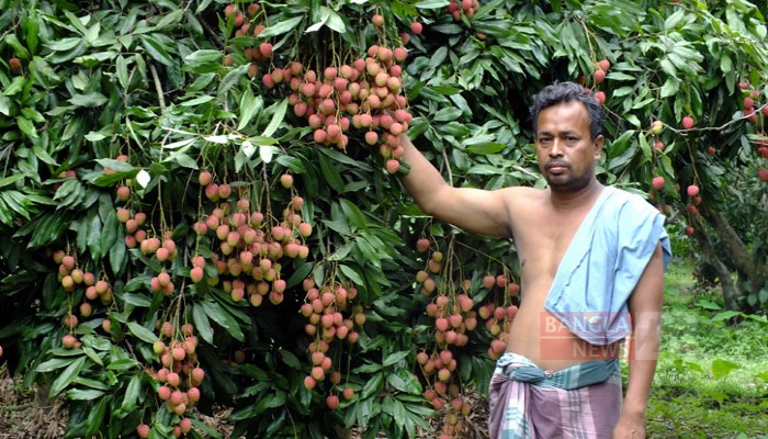 লিচুমেলা ঘিরে সেজেছে ঈশ্বরদী