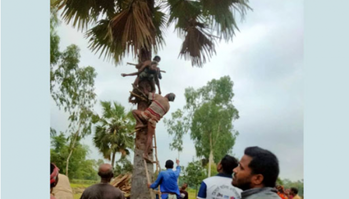 রাজশাহীতে তাল গাছে অবসরপ্রাপ্ত শিক্ষকের মৃত্যু