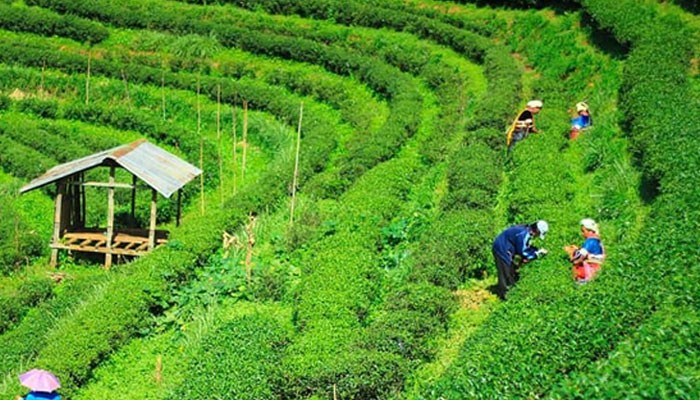 শ্রীমঙ্গলে নিলামে ৮ কোটি টাকার চা বিক্রি