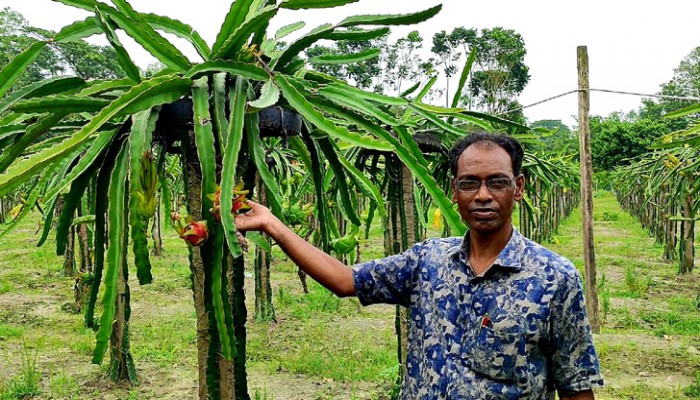 শখের বশে ড্রাগন চাষ, এখান পথ দেখাচ্ছেন অন্যদের