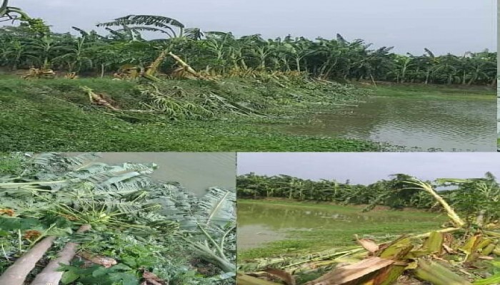 পুঠিয়ায় পুকুর পাড়ের গাছপালায় হামলা ও মাছ লুটের অভিযোগ