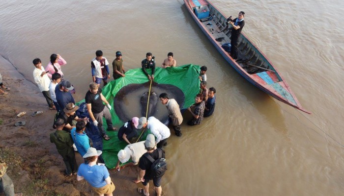 ধরা পড়ল বিশ্বের সবচেয়ে বড় মাছ