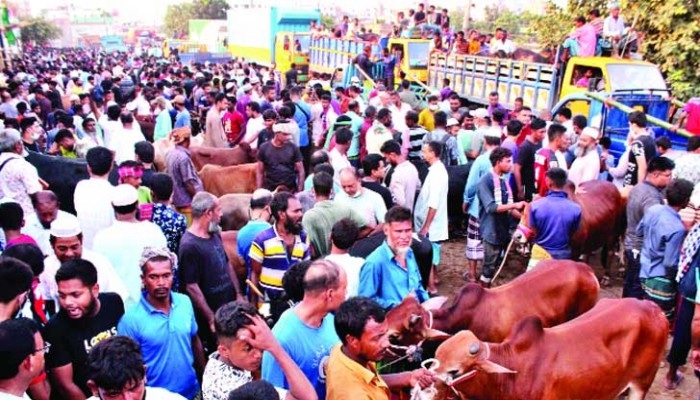 জমজমাট ঢাকার কুরবানি পশুর হাট