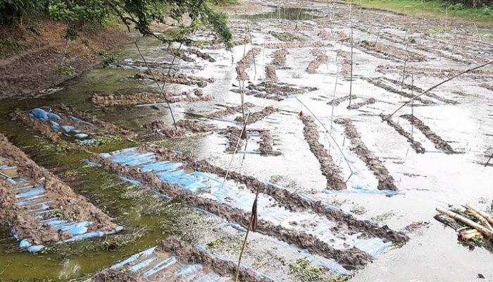 পাট জাগ দিতে পুকুর ভাড়া