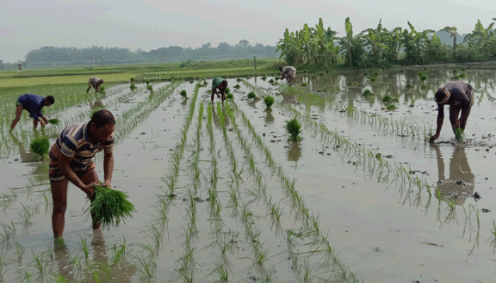 রাজশাহীতে এমওপি সারের অভাবে আমন আবাদ ব্যাহতের শঙ্কা