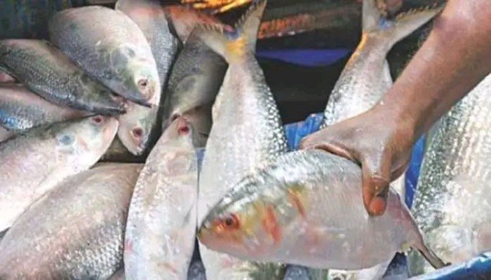গোদাগাড়ীতে ভরা মৌসুমেও পদ্মায় দেখা নেই রূপালি ইলিশের