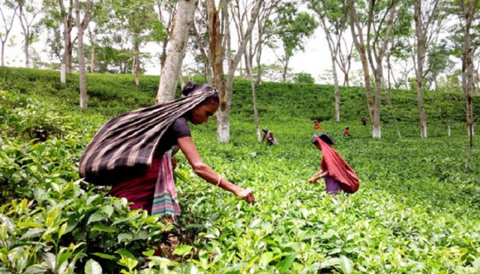 দেশের সব চা বাগানে অনির্দিষ্টকালের ধর্মঘট