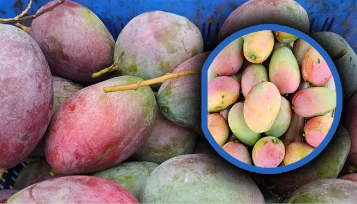 রাজশাহীর অর্থনীতি পাল্টে দেবে আমের ভ্যাপার হিট ট্রিটমেন্ট প্ল্যান্ট