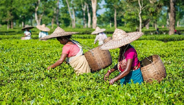 চা শ্রমিকদের নতুন মজুরি ১৭০ টাকা নির্ধারণ