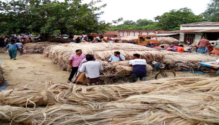 আত্রাইয়ের উৎপাদিত পাট রপ্তানি হচ্ছে দেশের বিভিন্ন জেলায়