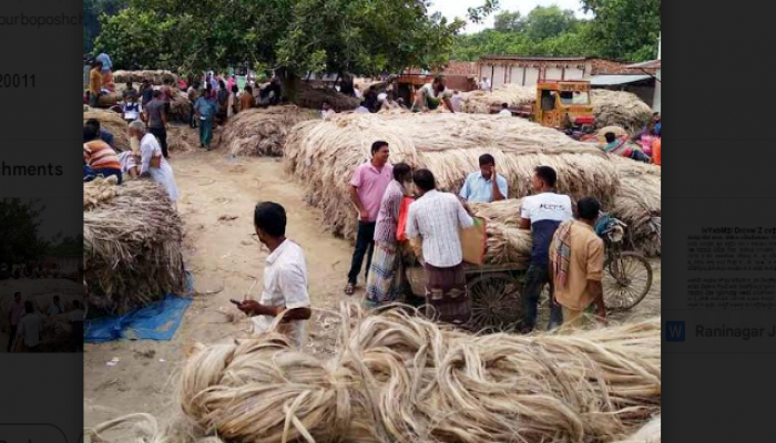 রাণীনগরে উৎপাদিত পাটের কদর দেশজুড়ে