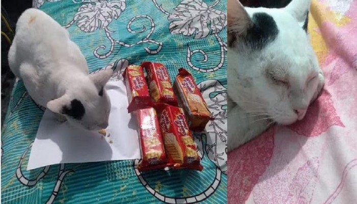 বিড়ালের সুচিকিৎসা পেতে রাজশাহীর ডিসিকে যুবকের নালিশ!