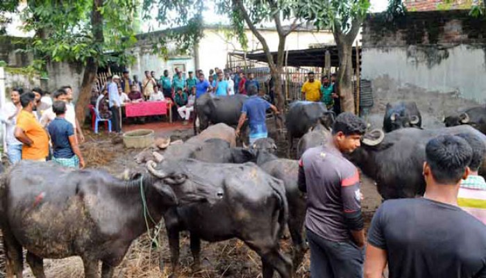 রাজশাহীতে কৃষকের মহিষ ধরে নিলামে বিক্রির অভিযোগ