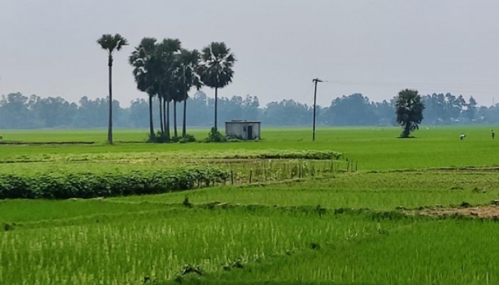 রাজশাহীতে আবারও ধান ক্ষেতে পানি না দেওয়ার অভিযোগ