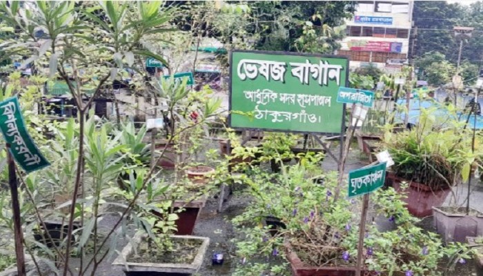 ঠাকুরগাঁও হাসপাতালের ছাদে ঔষধি বাগান