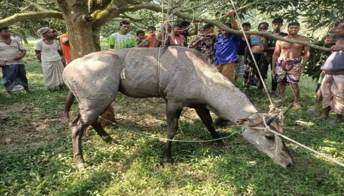 চাপাইনবাবগঞ্জে বিলুপ্ত প্রায় নীলগাই উদ্ধার!