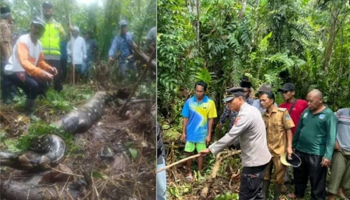 নিখোঁজ নারীর সন্ধান মিললো অজগরের পেটে