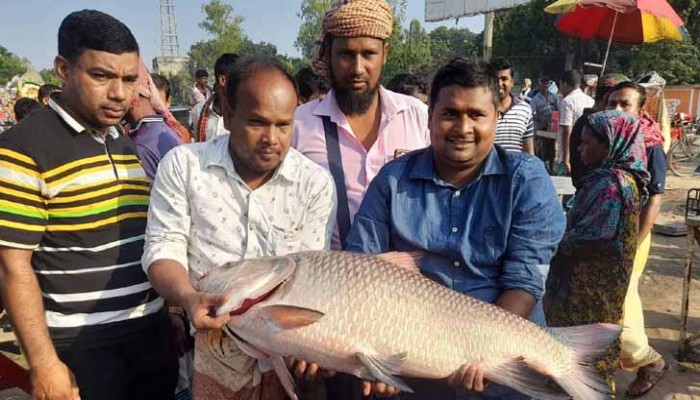 ২১ কেজির পদ্মার কাতল ২৮ হাজার টাকায় বিক্রি