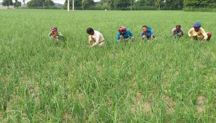 বাঘায় পেঁয়াজ আবাদে লাভের স্বপ্ন কৃষকের