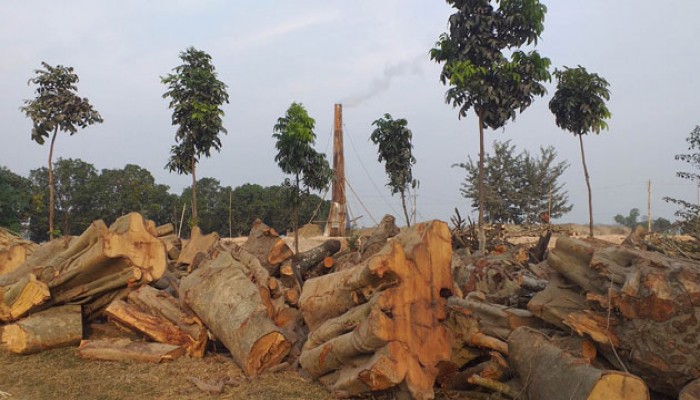 মোহনপুরে অবৈধ ইটভাটায় পুড়ছে কাঠ