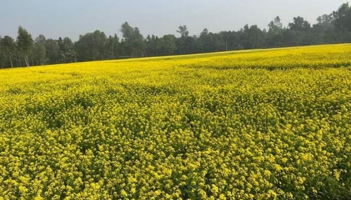 তানোরে হলুদ চাদরে অপরূপ শোভা ছড়াচ্ছে ফসলের মাঠ