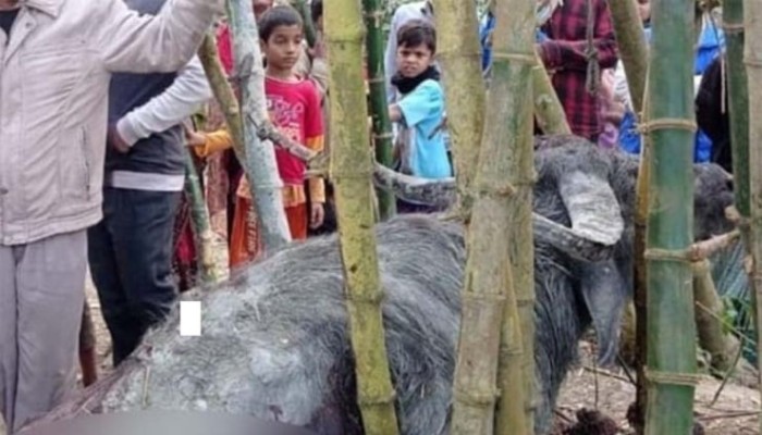 টাঙ্গাইলে পাগলা মহিষের আক্রমণে আ.লীগ নেতাসহ আরও দুজনের মৃত্যু