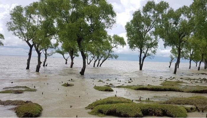 সীতাকুণ্ড উপকূল রক্ষায় কাজ করছে বন বিভাগ