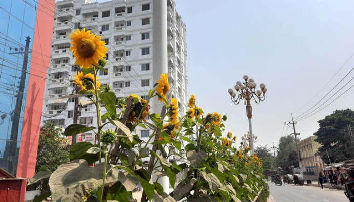 রাজশাহী নগর সড়ক বিভাজনে হাসছে সূর্যমুখী