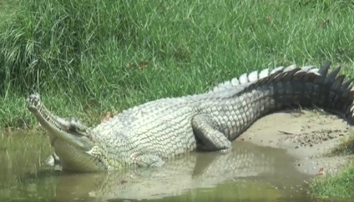 রাজশাহী চিড়িয়াখানায় ডিম পেড়েছে ঘড়িয়াল