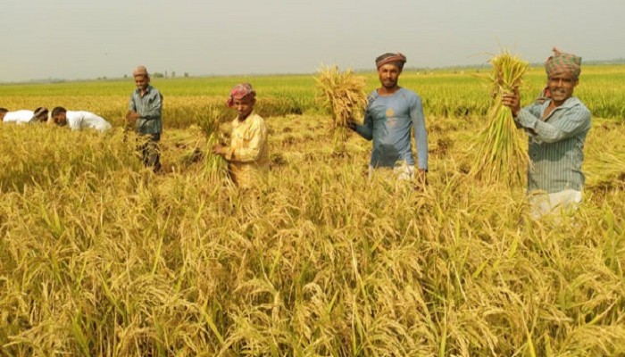 বোরো থেকে রেকর্ড ২ কোটি ২০ লাখ টন চাল উৎপাদন হবে