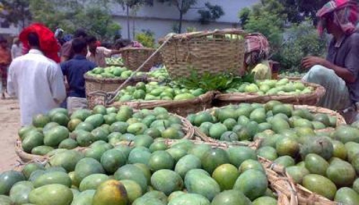 বৃহস্পতিবার থেকে আম মিলবে রাজশাহীর বাজারে