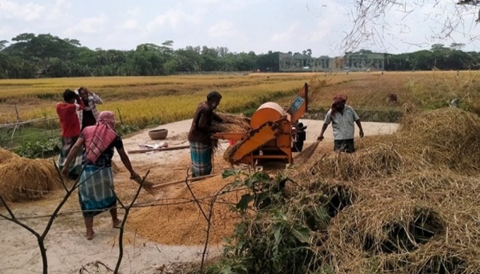 বোরো সংগ্রহে ১৯ নির্দেশনা