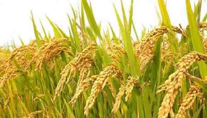 দেড় ডজন ধান সম্প্রসারণে তৎপর কৃষি মন্ত্রণালয়