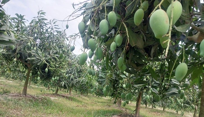 আড়াই হাজার কোটি টাকার আম বাণিজ্যের সম্ভাবনা