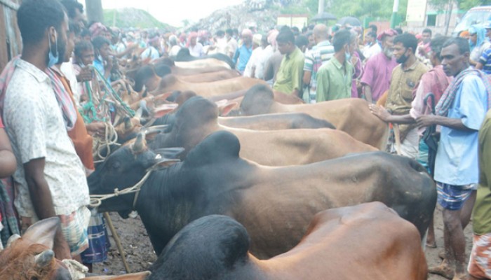 রাজশাহীতে কোরবানির পশু চাহিদার চেয়ে বেশি