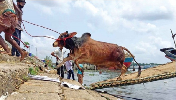 কোরবানি ঘিরে চাঙা অর্থনীতি