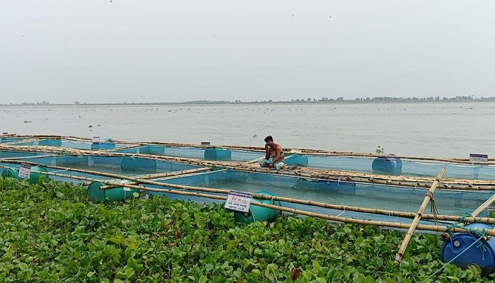 সম্ভাবনার নতুন ক্ষেত্র পদ্মায় ভাসমান খাঁচায় মাছ চাষ